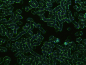 diagnosztika1-300x225